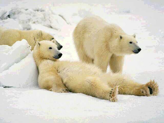 無法顯示錯誤的圖片「http://thepolarbear.com/thepolarbear/images/polarbear/3%20lazy%20polar%20bears.jpg」